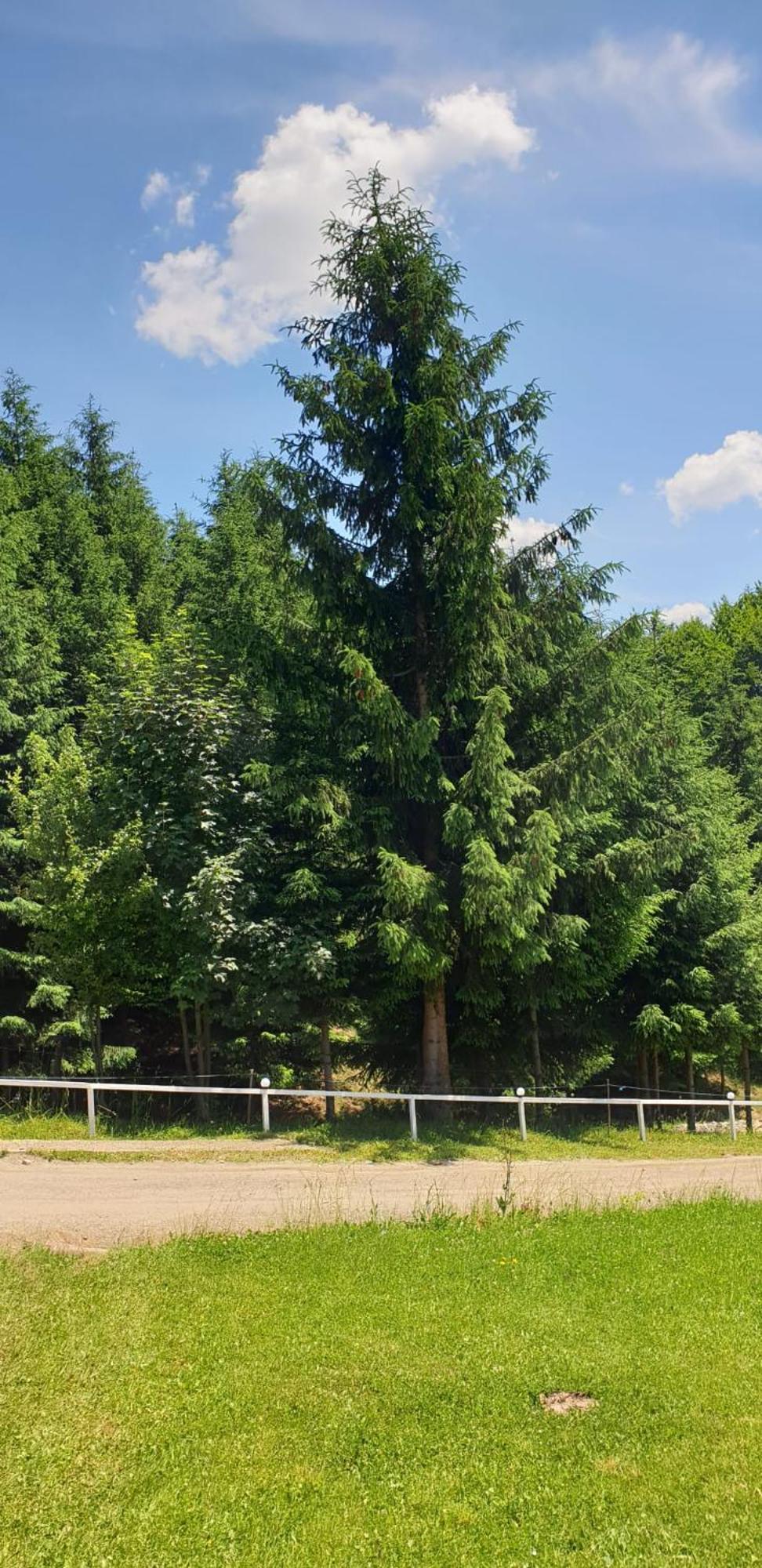 Casa Geanina Panzió Kolibica Kültér fotó